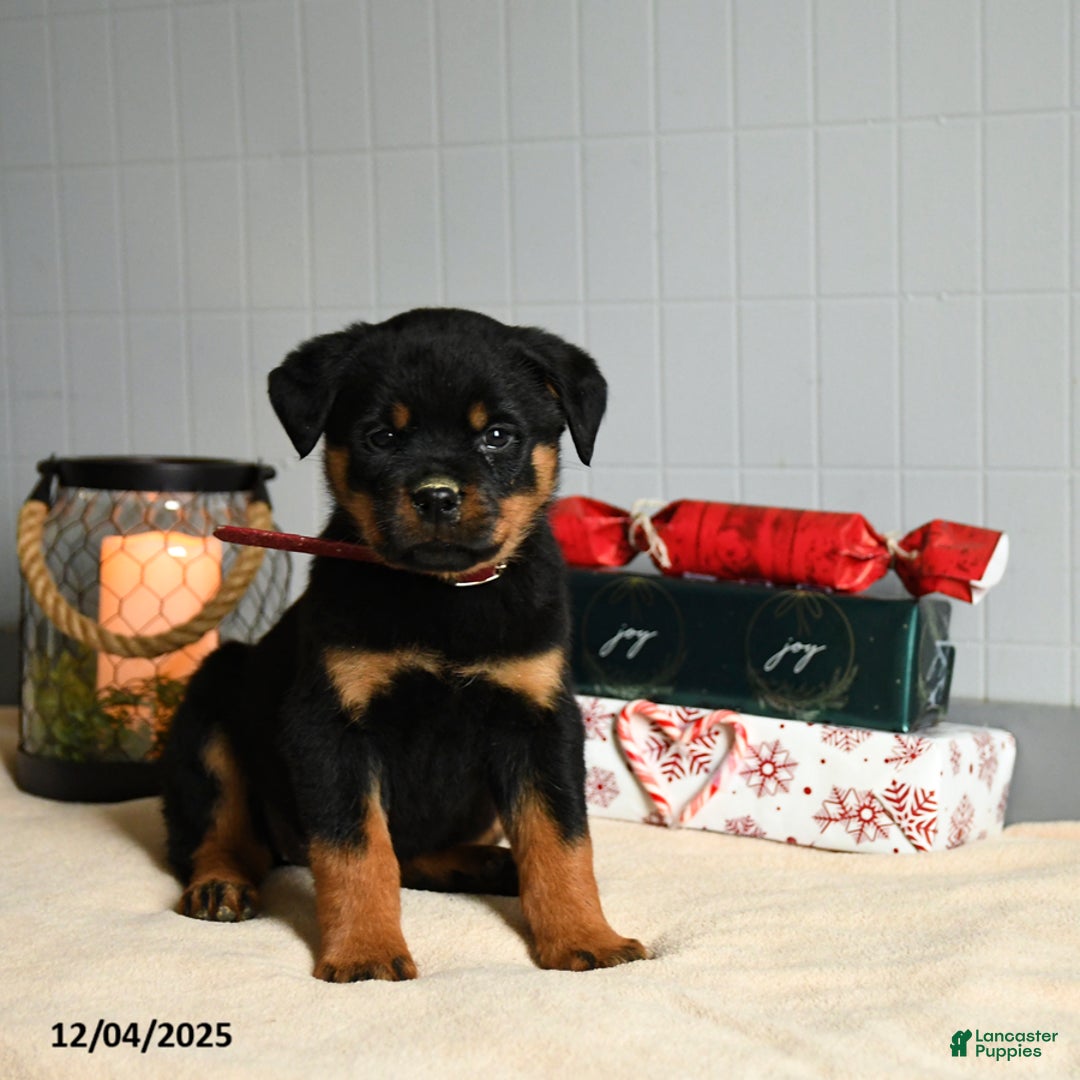 Rottweiler dogs for sale: KitKat - Ad 3