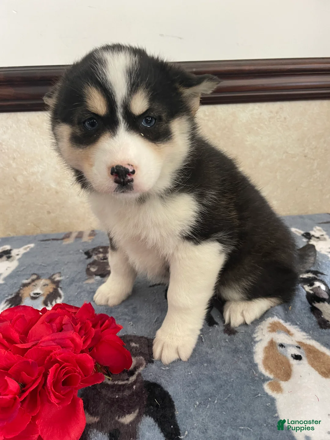 Pomsky dogs for sale: Phoebe - Ad 3