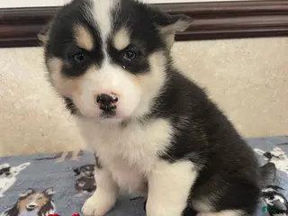 Pomsky dogs Phoebe - Ad 9