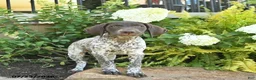 German Shorthaired Pointer dogs for sale: Juliet  - Ad 3
