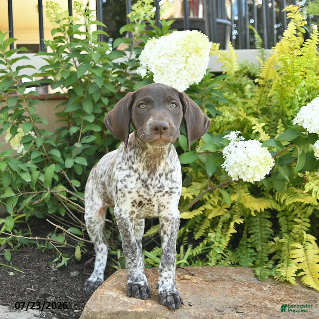 German Shorthaired Pointer dogs for sale: Juliet  - Ad 3