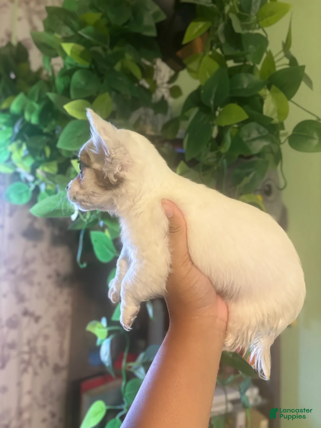 Jack Chi dogs for sale: Marely - Ad 4