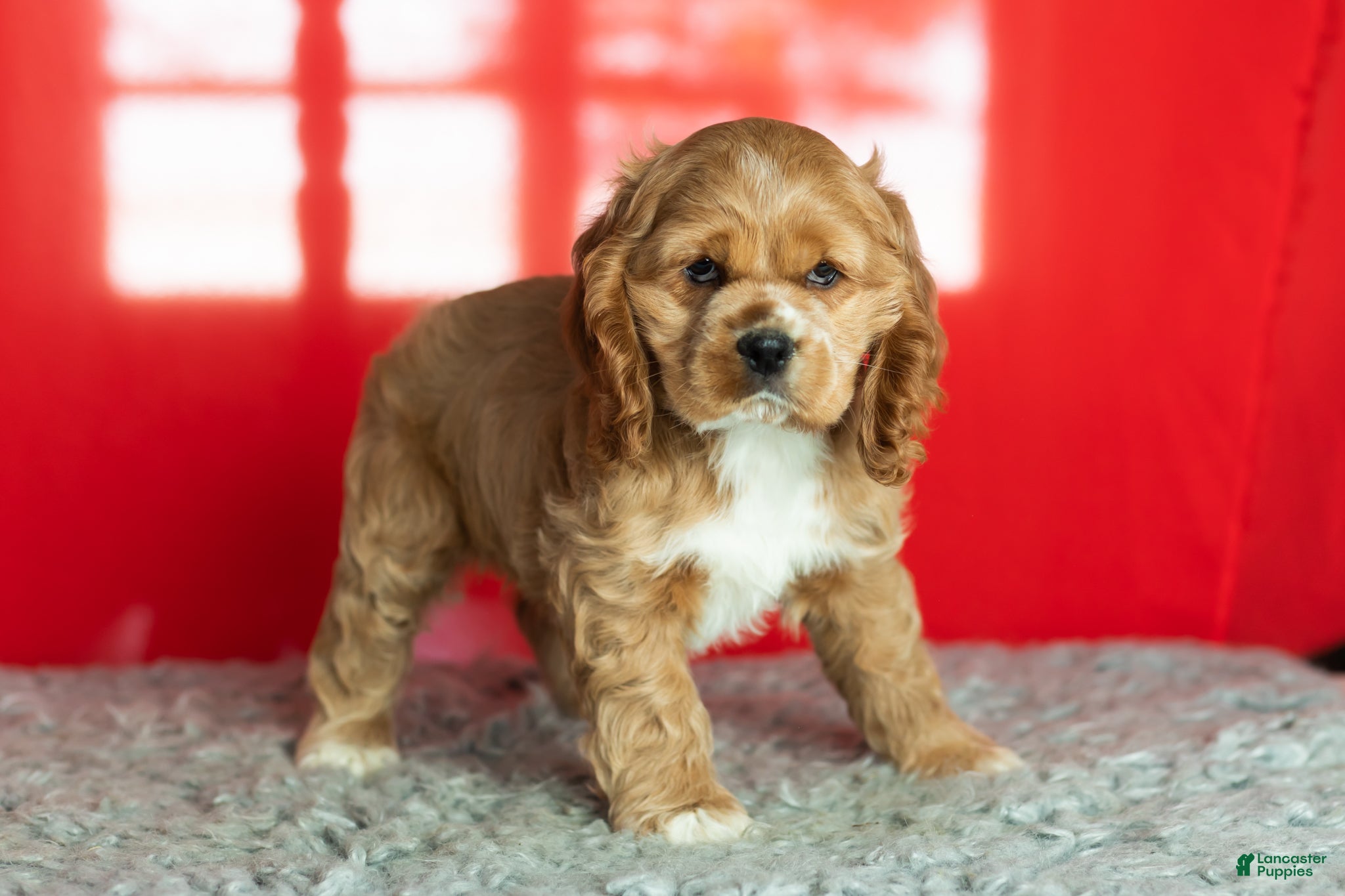 Cocker Spaniel dogs Reggie - Ad 26