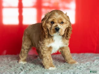 Cocker Spaniel dogs Reggie - Ad 13