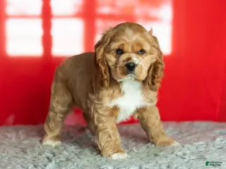 Cocker Spaniel dogs Reggie - Ad 24