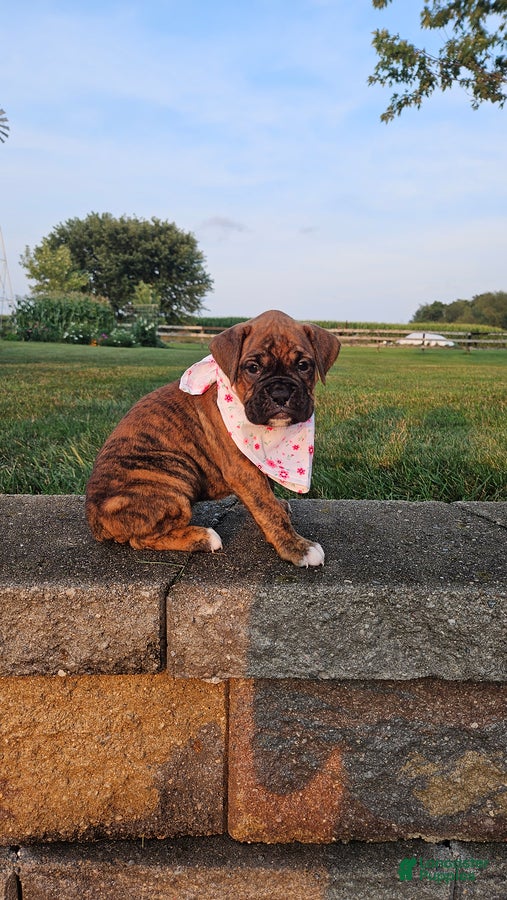 Boxer dogs Avery - Ad 2