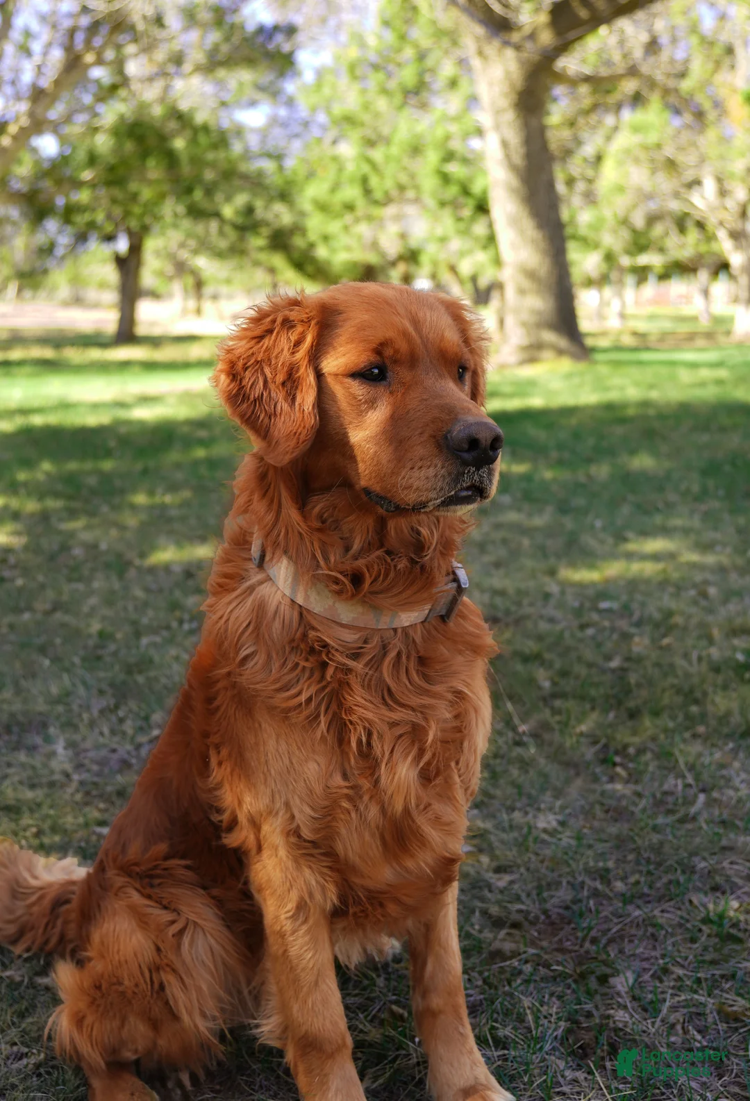Golden Retriever dogs for sale: Bo - AKC, Genetically Clear - Ad 3