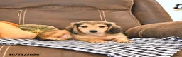 Miniature Dachshund dogs for sale: Milo - Ad 3
