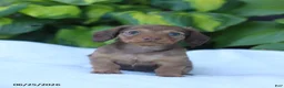 Miniature Dachshund dogs for sale: Tessa - Ad 5