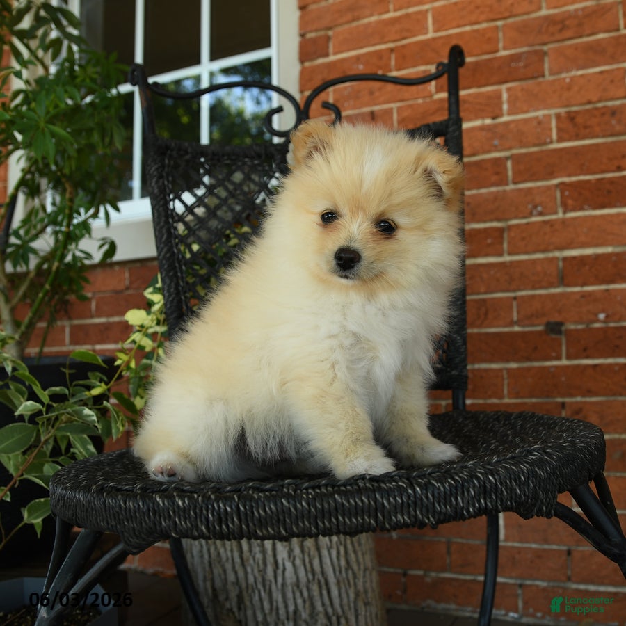 Pomeranian dogs Oscar - Ad 2