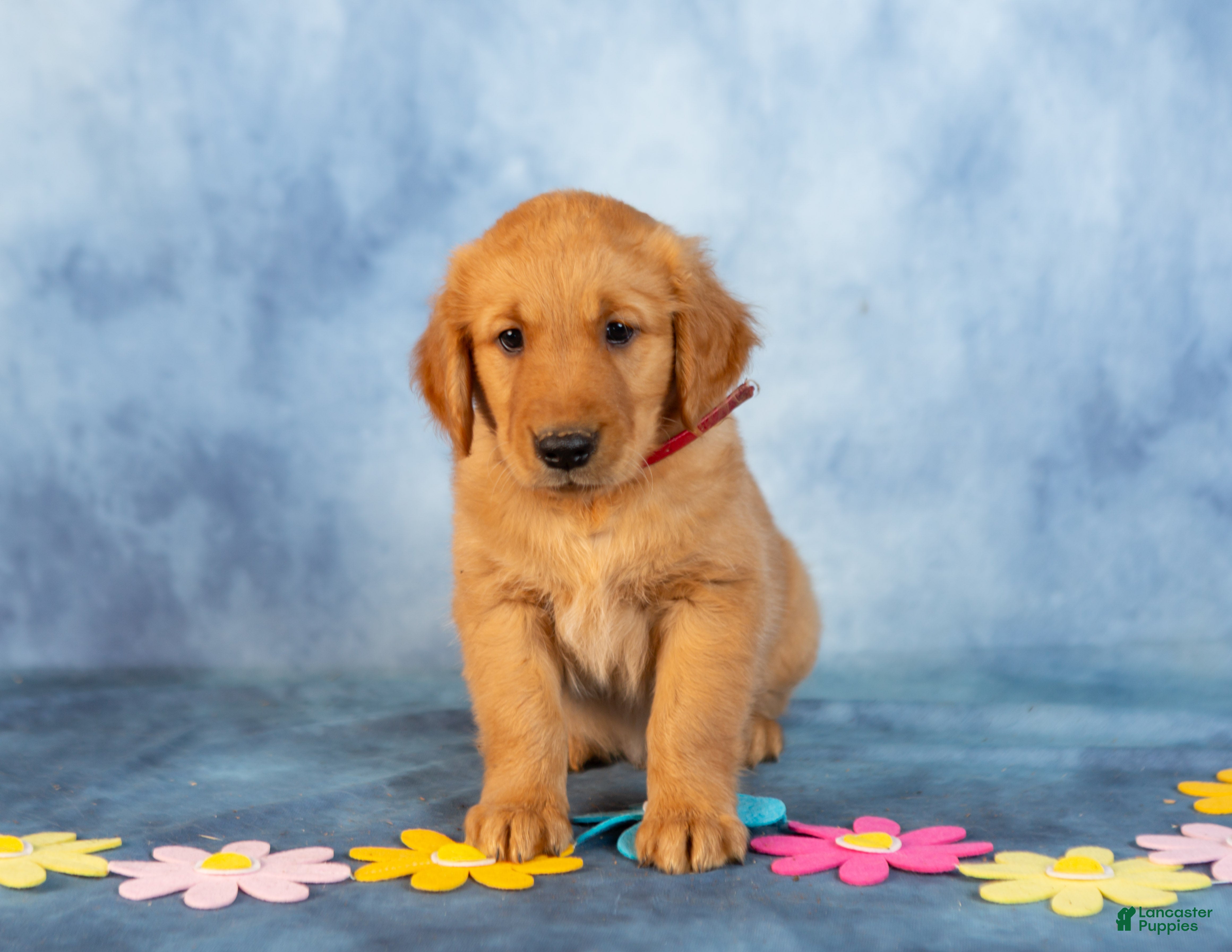 Golden Retriever dogs Caramel - Ad 2
