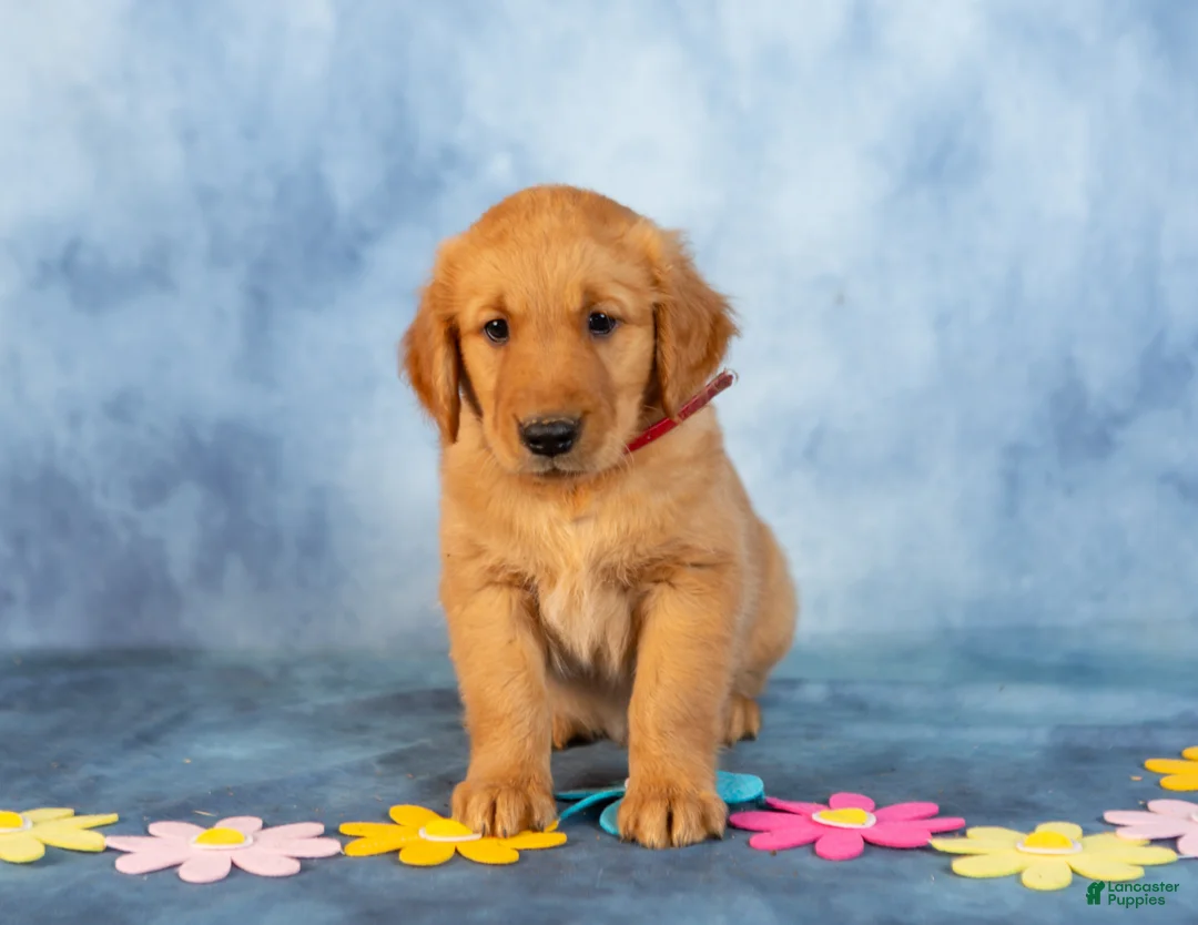 Golden Retriever dogs for sale: Caramel - Ad 2