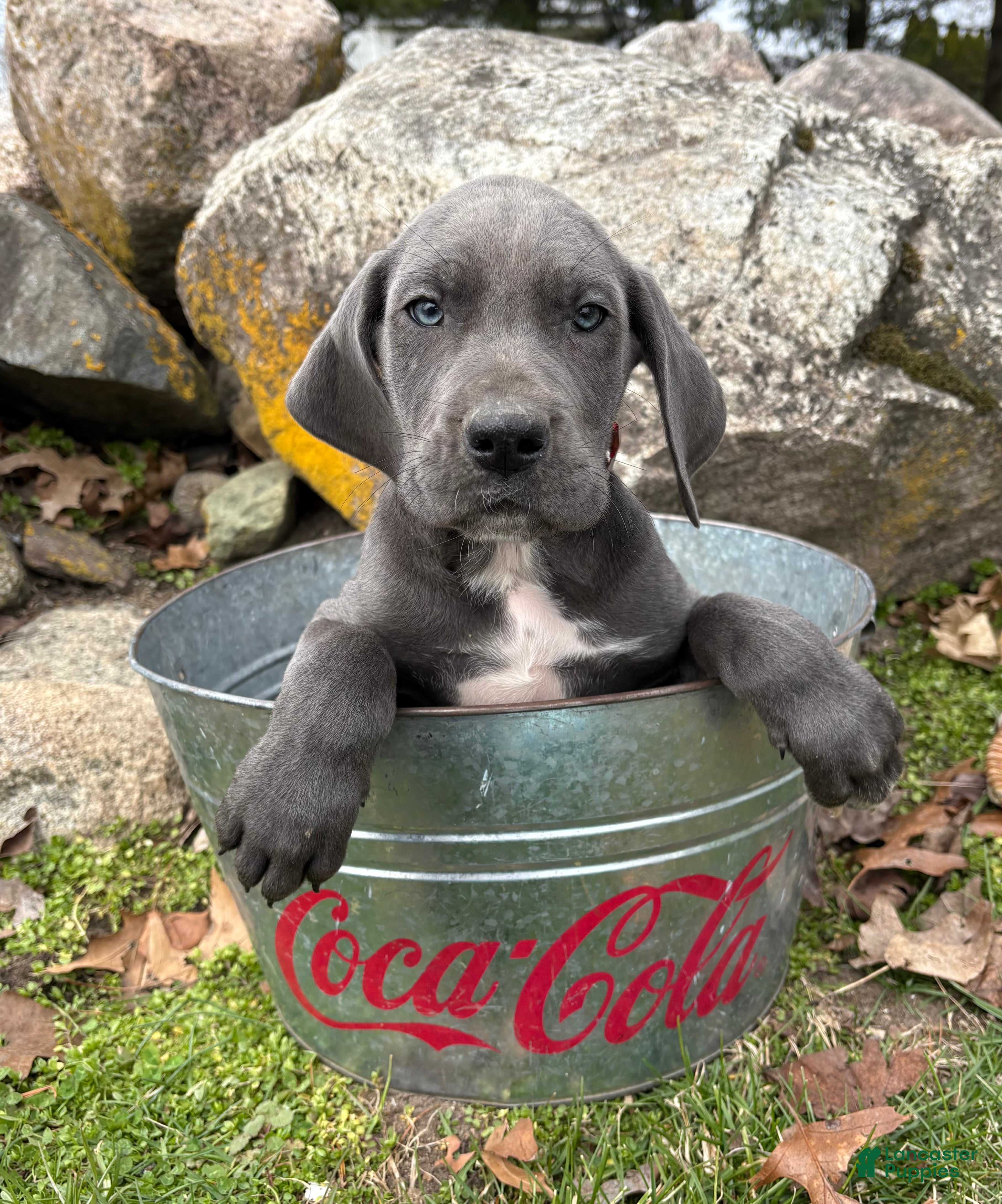 Great Dane dogs Tori - Ad 2