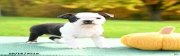 Boston Terrier dogs for sale: Nevada - Ad 5