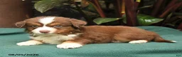 Miniature Australian Shepherd dogs for sale: Simba - Ad 3