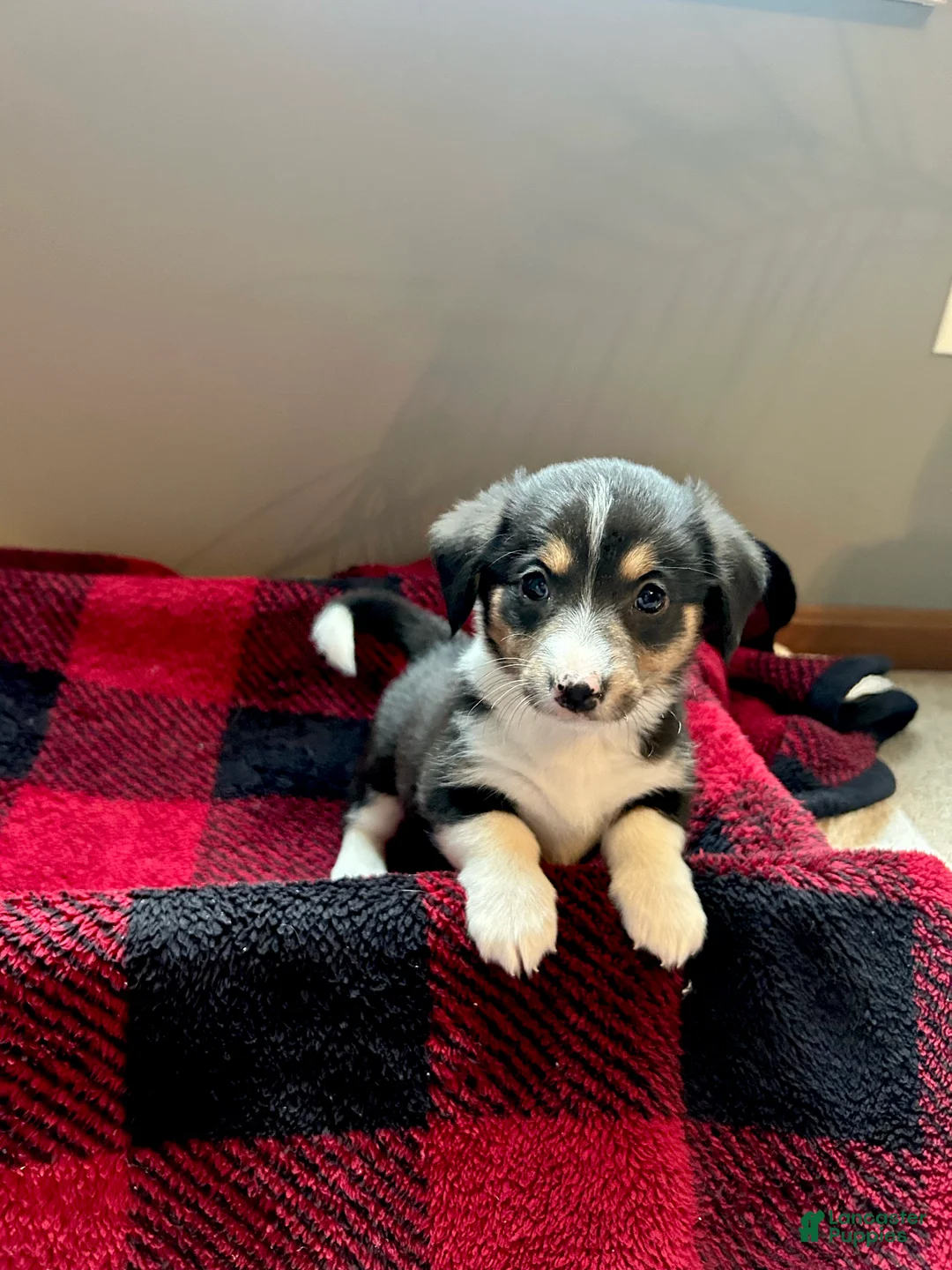 Mixed Breed dogs for sale: Dumpling - Ad 2