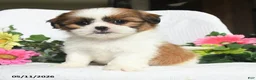 Shih Tzu dogs for sale: Jolly - Ad 1