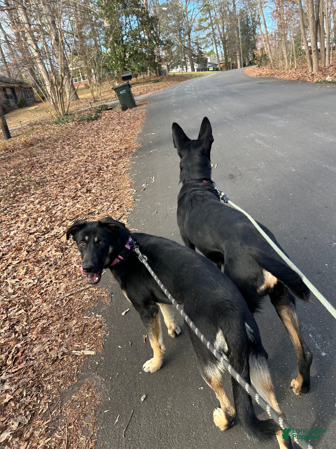 Mixed Breed dogs for sale: Puppy 1 - Ad 5