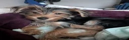 Yorkshire Terrier dogs for sale: Yorkshire Terrier 1 - Ad 2