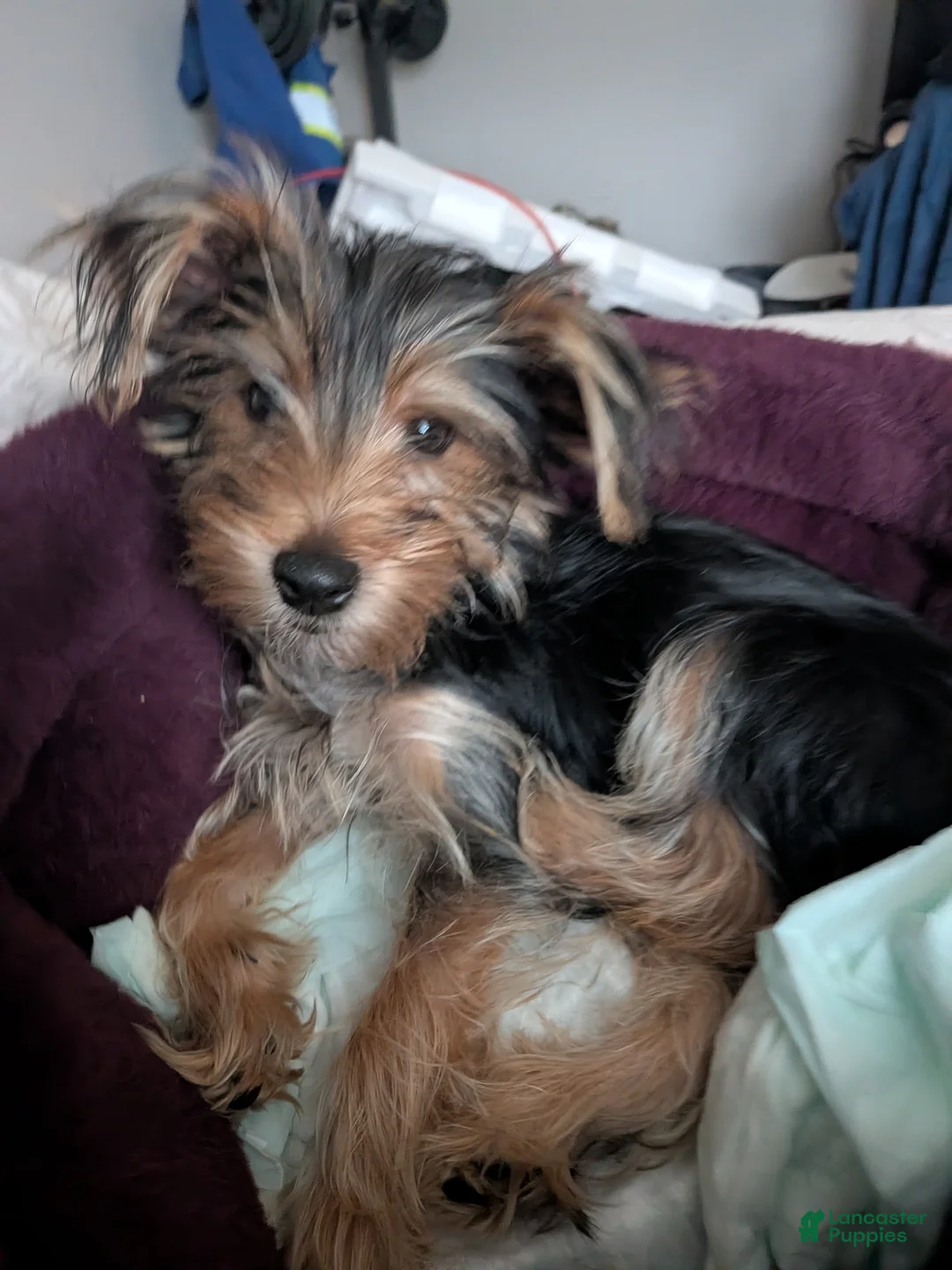 Yorkshire Terrier dogs for sale: Yorkshire Terrier 1 - Ad 2