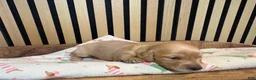 Miniature Dachshund dogs for sale: Pearl - Ad 5