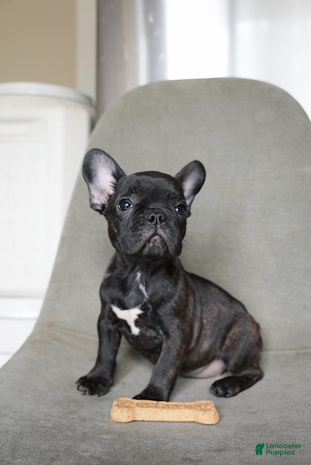 French Bulldog dogs Java - Ad 33