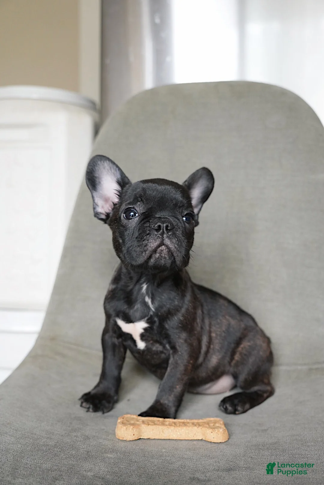 French Bulldog dogs for sale: Java - Ad 1