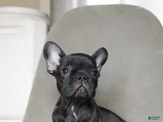 French Bulldog dogs Java - Ad 33