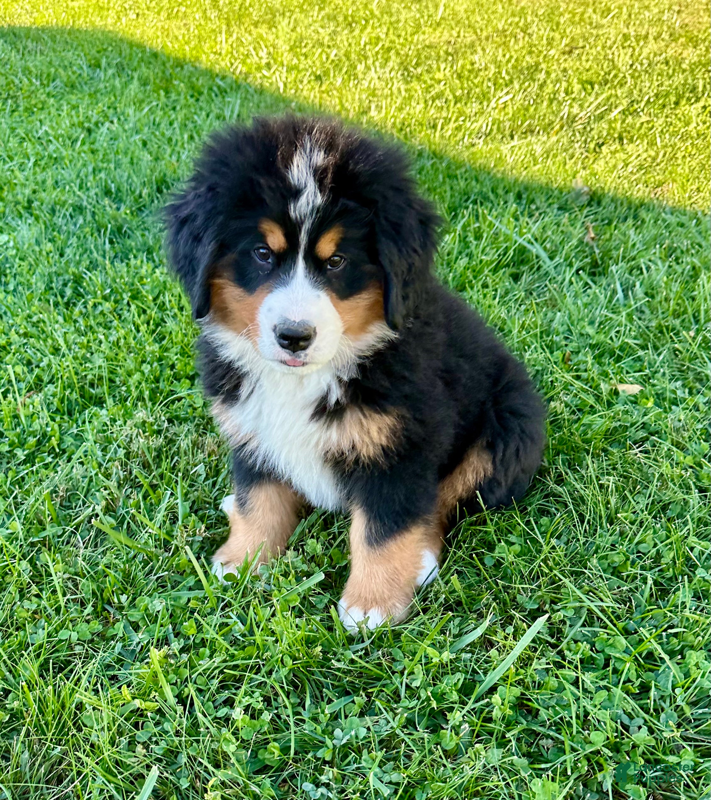 Raine (Bernese, Female) in Myerstown, PA