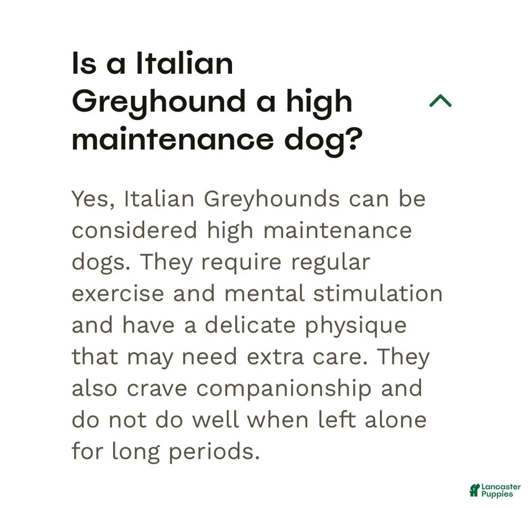 Italian Greyhound dogs for sale: Percy - Ad 14