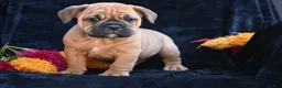 Mixed Breed dogs for sale: Bruno - Ad 1