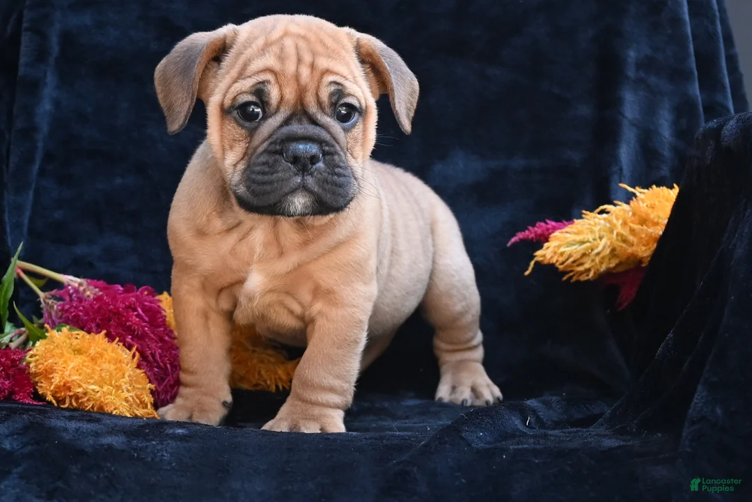Mixed Breed dogs for sale: Bruno - Ad 1