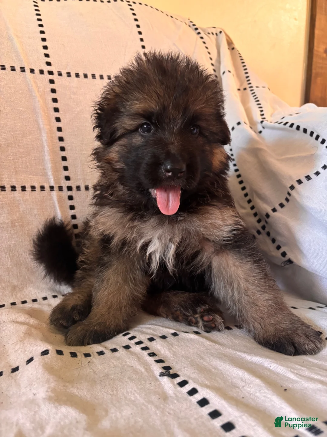 German Shepherd dogs for sale: Flacco (Blue Collar) - Ad 1
