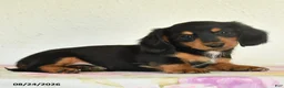 Miniature Dachshund dogs for sale: Leo - Ad 4