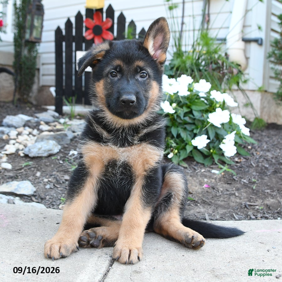 German Shepherd dogs for sale: Red   - Ad 1
