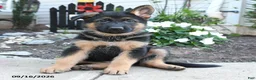 German Shepherd dogs for sale: Red   - Ad 1