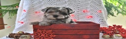Yorkiepoo dogs for sale: Zack - Ad 5