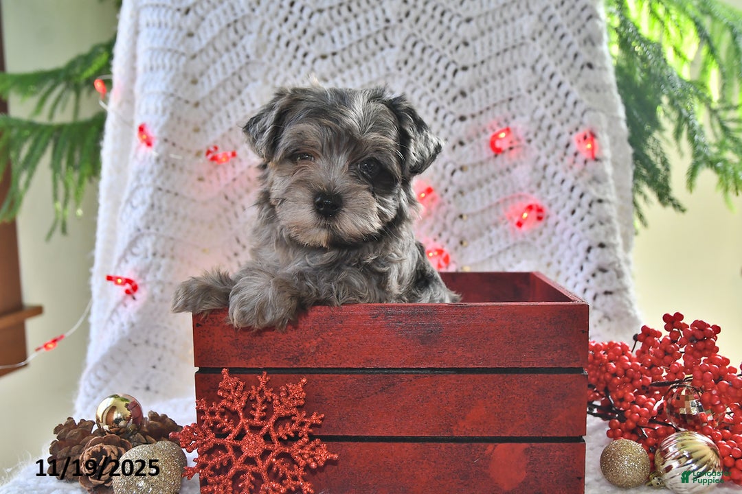 Yorkiepoo dogs for sale: Zack - Ad 5
