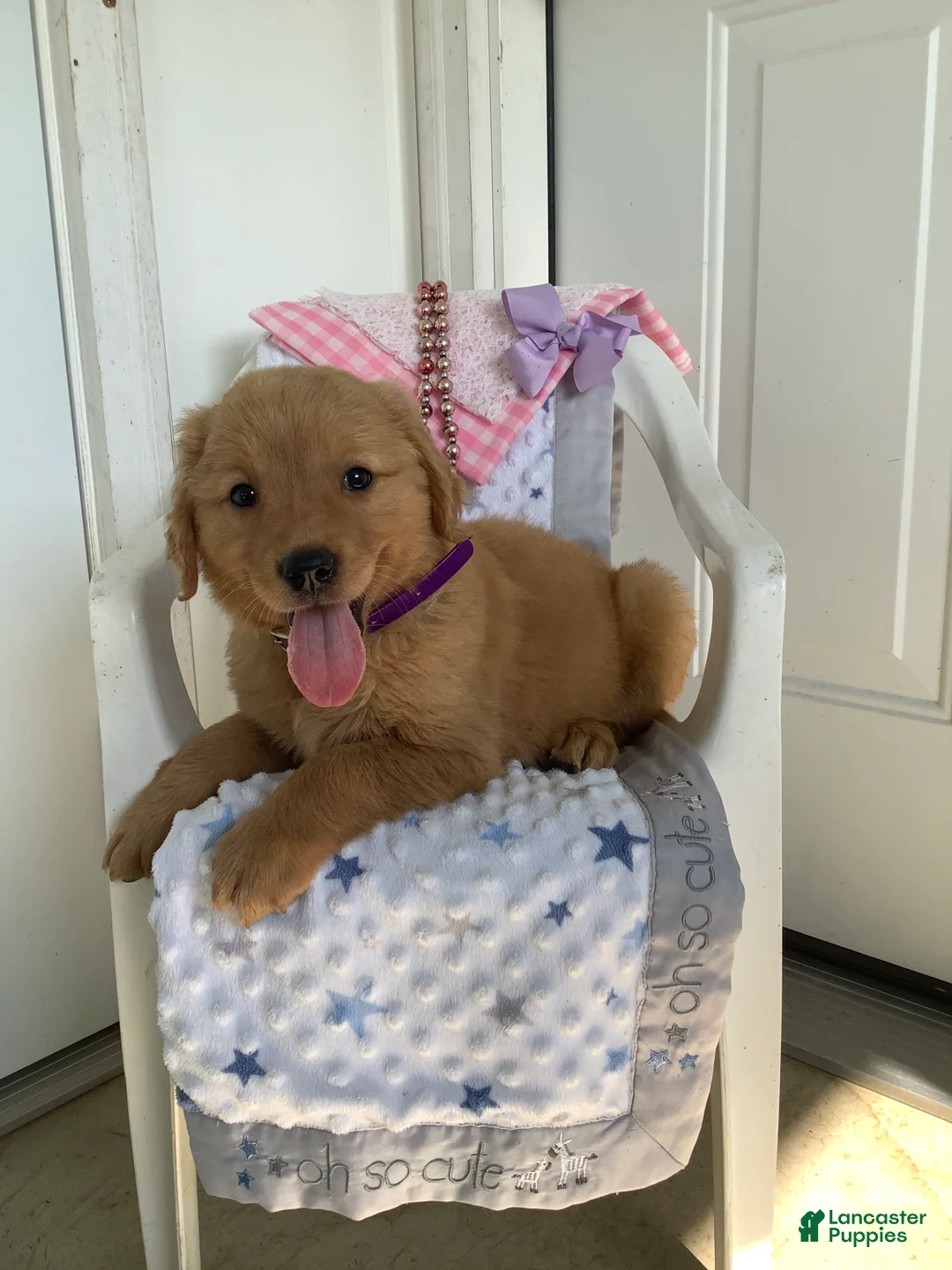 Golden Retriever dogs for sale: Golden Retriever 4 Sally - Ad 2