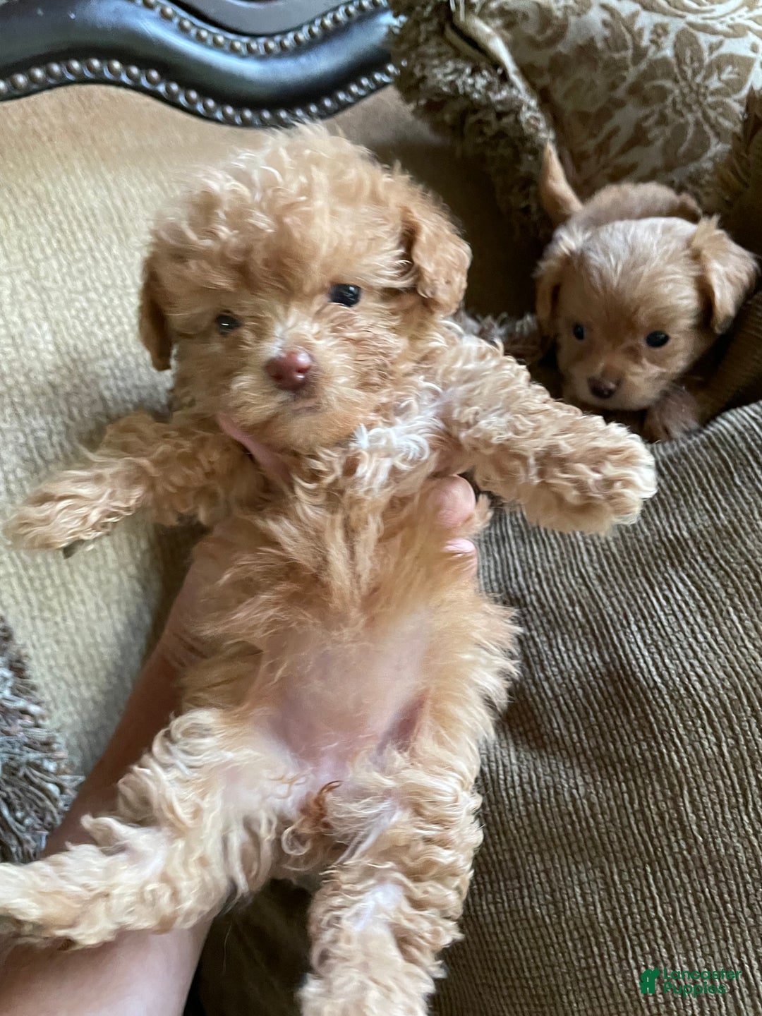 Gallery Image {{count}}