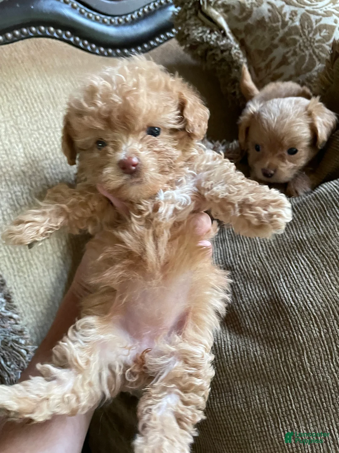 Gallery Image {{count}}