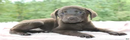 Labrador Retriever dogs for sale: Star - Ad 4