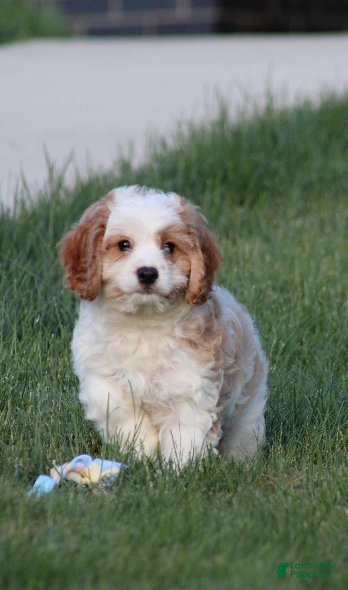 Cavapoo dogs Biscuit - Ad 1