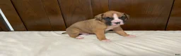 Boxer dogs for sale: Milo - Ad 11