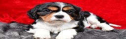 Cavalier King Charles Spaniel dogs for sale: Penny - Ad 8