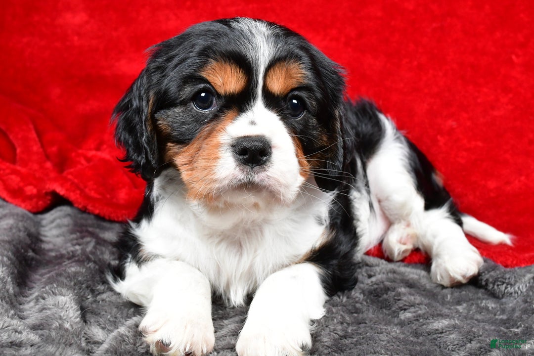 Cavalier King Charles Spaniel dogs for sale: Penny - Ad 8