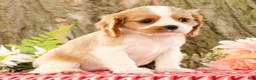 Cavalier King Charles Spaniel dogs for sale: Zoe - Ad 5