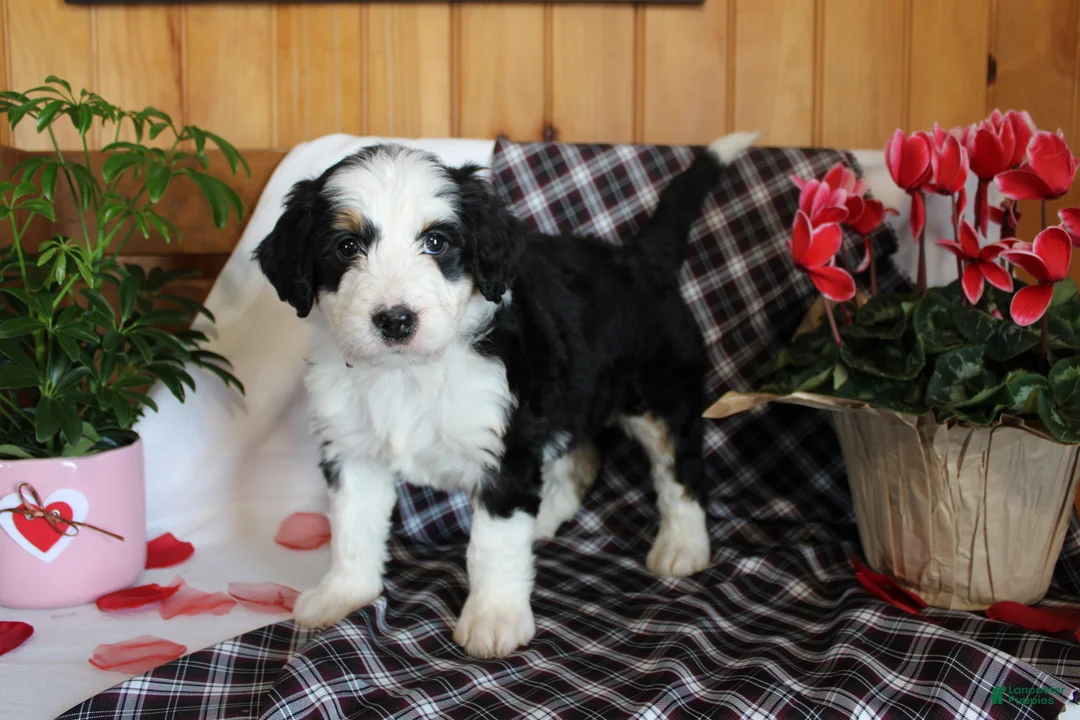 Bernedoodle dogs for sale: Primrose - Ad 2