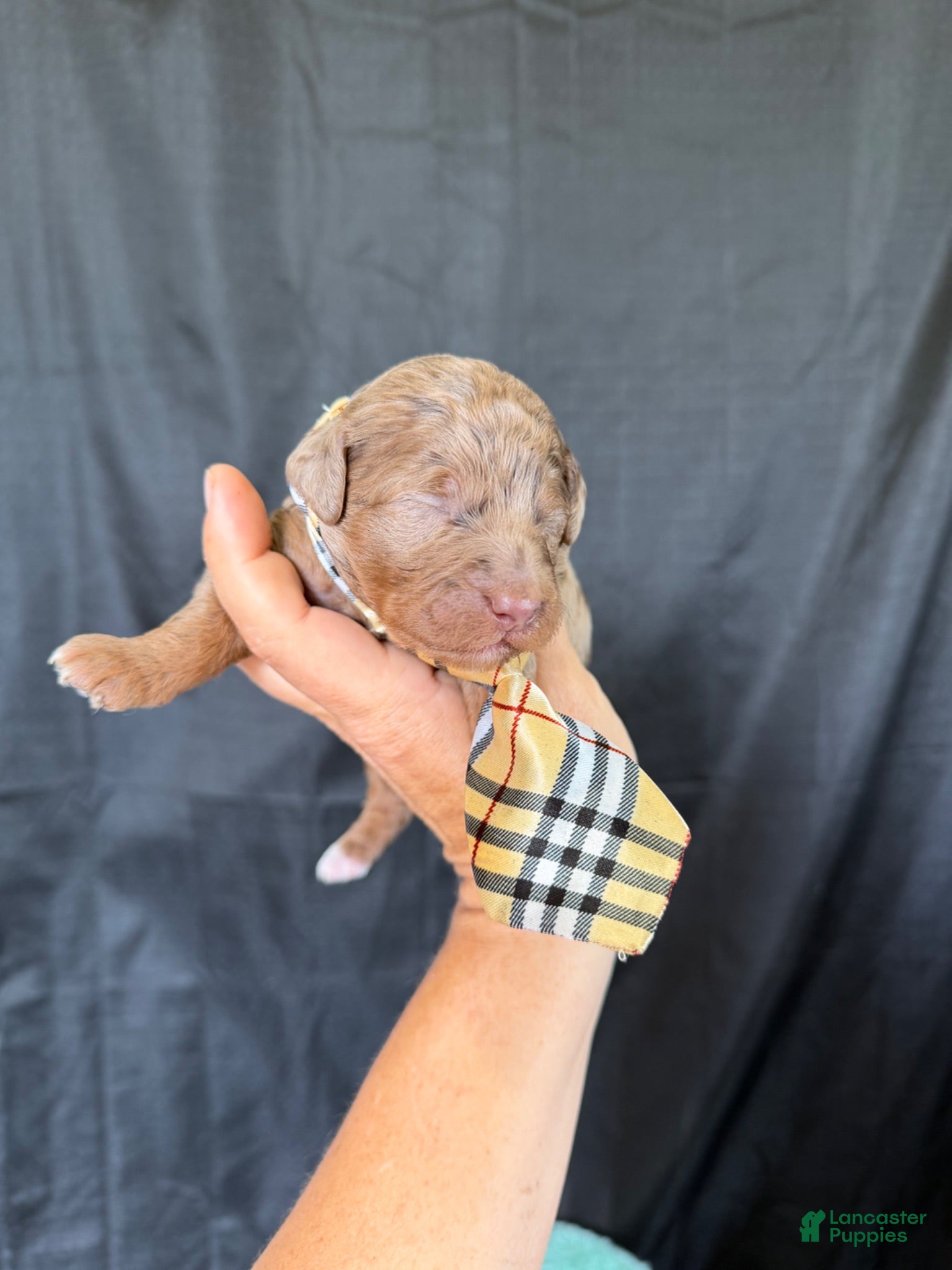 Miniature Poodle dogs Akc Clear Choc Merle Phantom Black Tie - Ad 10