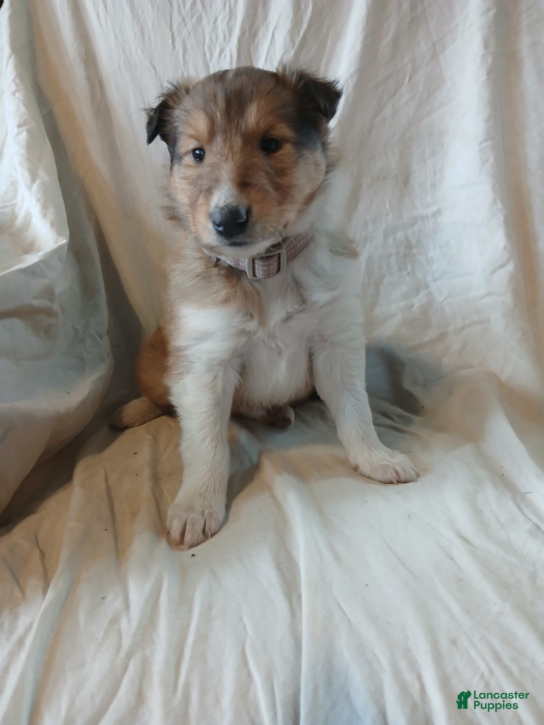 Collie dogs for sale: Ginger - Ad 3